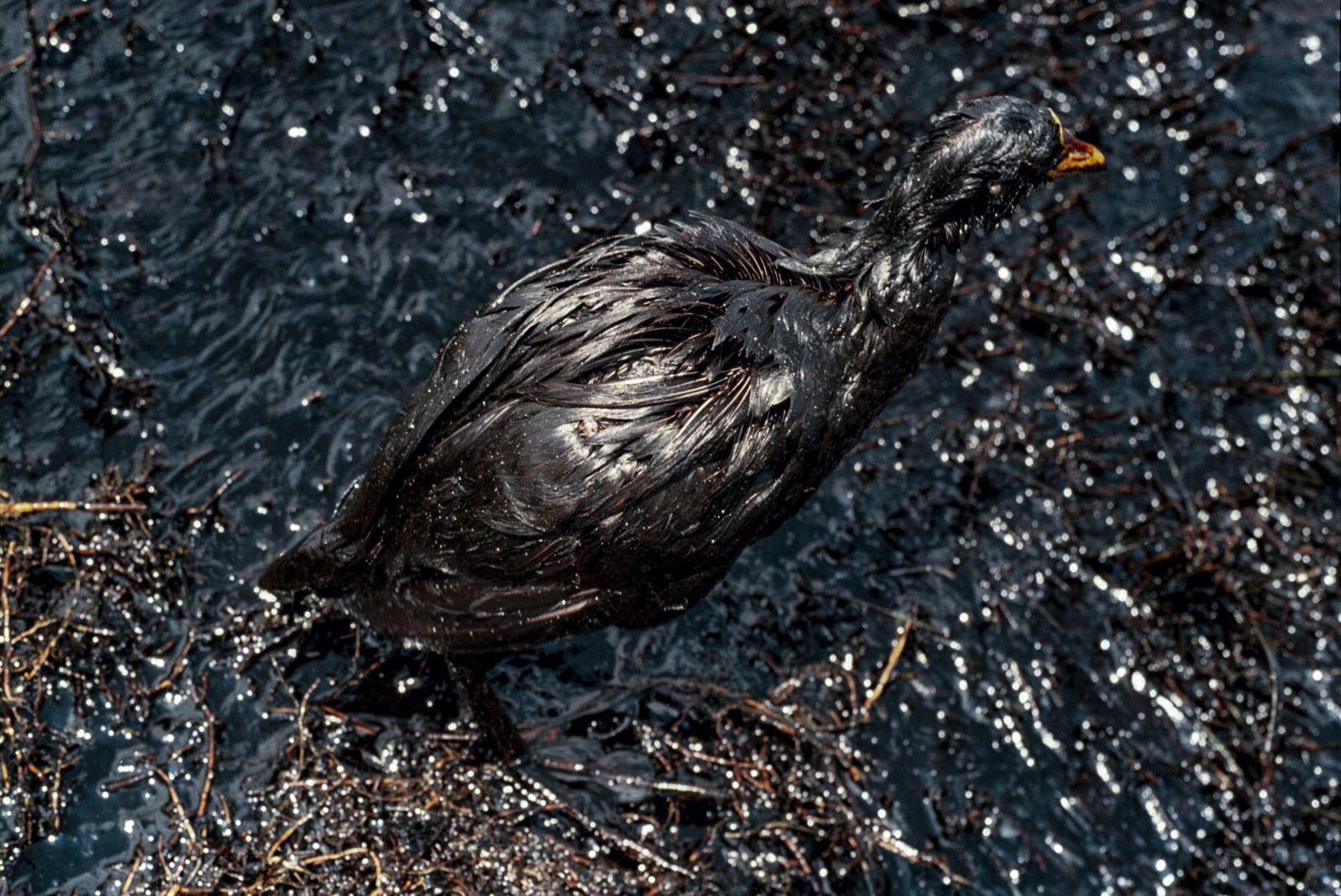 3er Premio — Massobrio Fernando · Derrame Magdalena